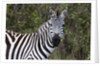 Plains zebra by Anonymous