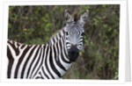 Plains zebra by Anonymous