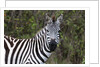 Plains zebra by Anonymous