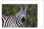 Plains zebra by Anonymous