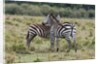 Plains zebras by Anonymous