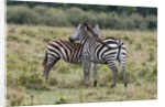 Plains zebras by Anonymous