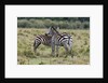 Plains zebras by Anonymous