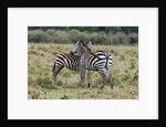 Plains zebras by Anonymous