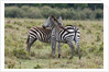 Plains zebras by Anonymous