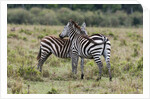 Plains zebras by Anonymous