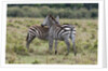 Plains zebras by Anonymous