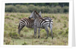 Plains zebras by Anonymous