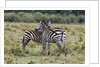 Plains zebras by Anonymous