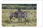 Plains zebras by Anonymous