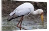 Yellow-billed stork by Anonymous