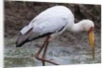 Yellow-billed stork by Anonymous