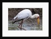 Yellow-billed stork by Anonymous