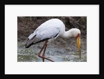 Yellow-billed stork by Anonymous