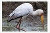 Yellow-billed stork by Anonymous
