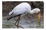 Yellow-billed stork by Anonymous