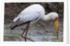 Yellow-billed stork by Anonymous