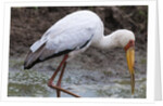 Yellow-billed stork by Anonymous