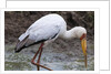 Yellow-billed stork by Anonymous