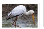 Yellow-billed stork by Anonymous