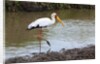 Yellow-billed stork by Anonymous