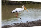 Yellow-billed stork by Anonymous