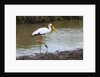 Yellow-billed stork by Anonymous