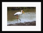 Yellow-billed stork by Anonymous