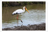 Yellow-billed stork by Anonymous