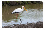 Yellow-billed stork by Anonymous
