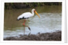Yellow-billed stork by Anonymous