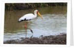 Yellow-billed stork by Anonymous