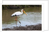 Yellow-billed stork by Anonymous