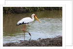 Yellow-billed stork by Anonymous