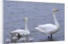 Family of Swans by Anonymous