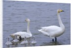 Family of Swans by Anonymous