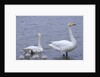 Family of Swans by Anonymous