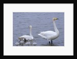 Family of Swans by Anonymous