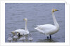 Family of Swans by Anonymous