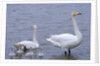 Family of Swans by Anonymous