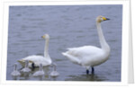 Family of Swans by Anonymous