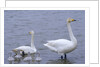 Family of Swans by Anonymous