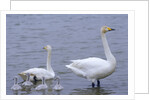 Family of Swans by Anonymous