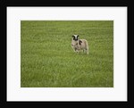 Lone sheep in the grass. by Anonymous