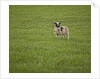 Lone sheep in the grass. by Anonymous