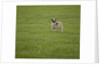 Lone sheep in the grass. by Anonymous