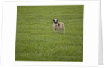 Lone sheep in the grass. by Anonymous