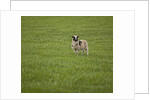 Lone sheep in the grass. by Anonymous