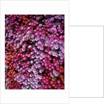 Pink annual summer flowers by Anonymous