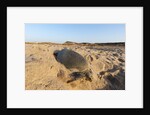 Green turtle by Anonymous